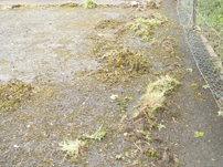 example of moss and weed kill